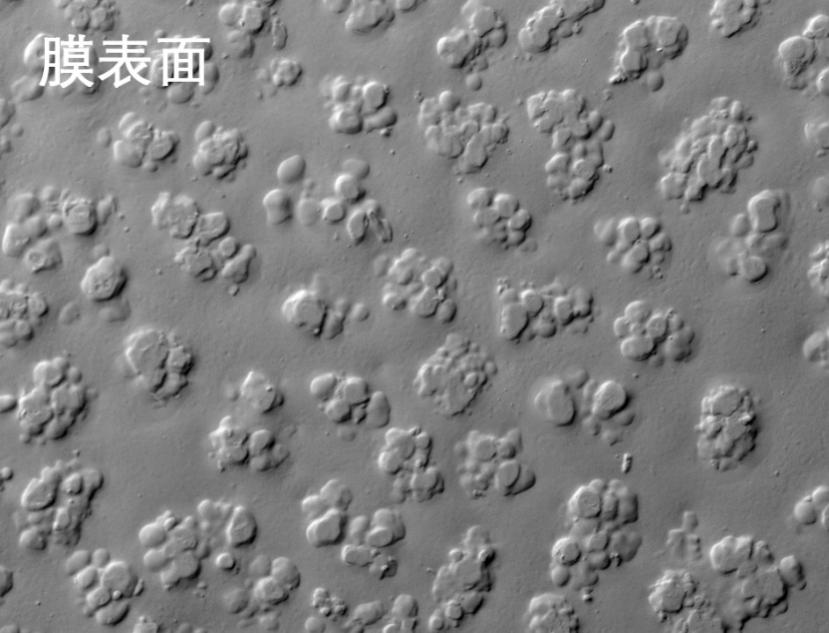 97�����ս��ʽĤ�羵��Ƭ